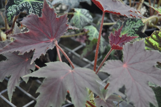 B. ‘All Aglow’